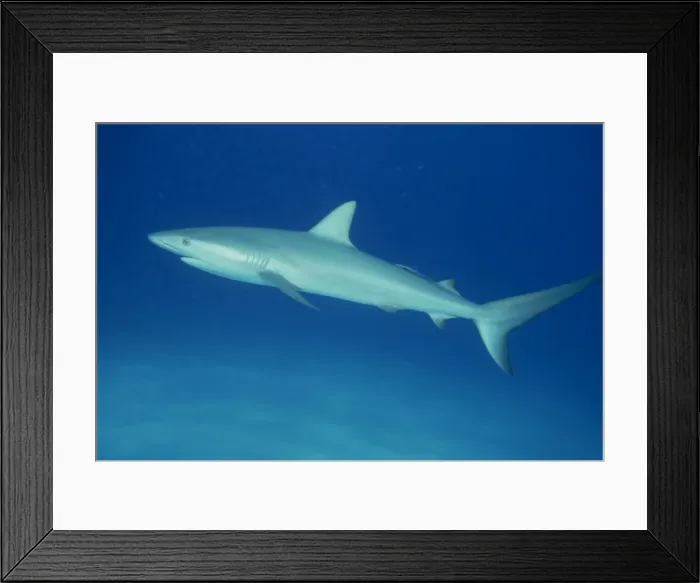 Framed Print : Caribbean reef shark Framed Print : Caribbean reef shark