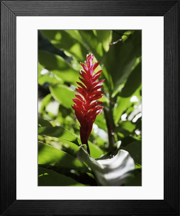 Framed Print : Basse Terre Framed Print : Basse Terre