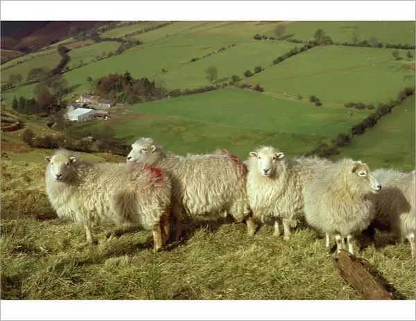 Sheep between Llanarmon and Llanrhaeadr