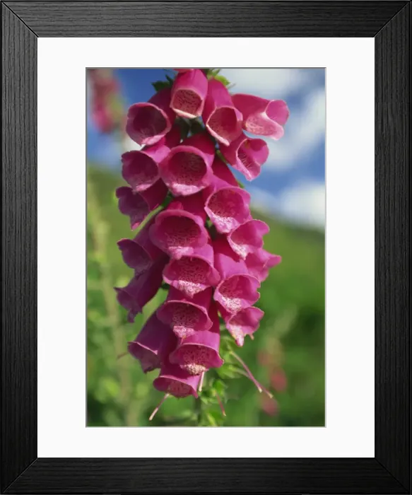 Framed Print : Close-up of foxglove flowers Framed Print : Close-up of foxglove flowers