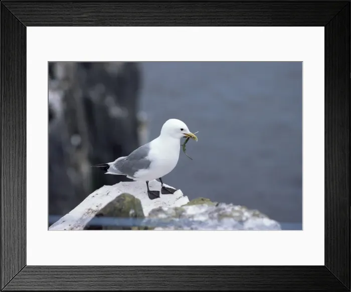 Framed Print : Kittiwake, Pembrokeshire Framed Print : Kittiwake, Pembrokeshire