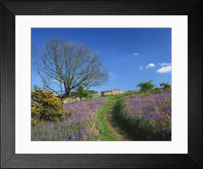 Framed Print : Rural scene with bluebells and footpath Framed Print : Rural scene with bluebells and footpath