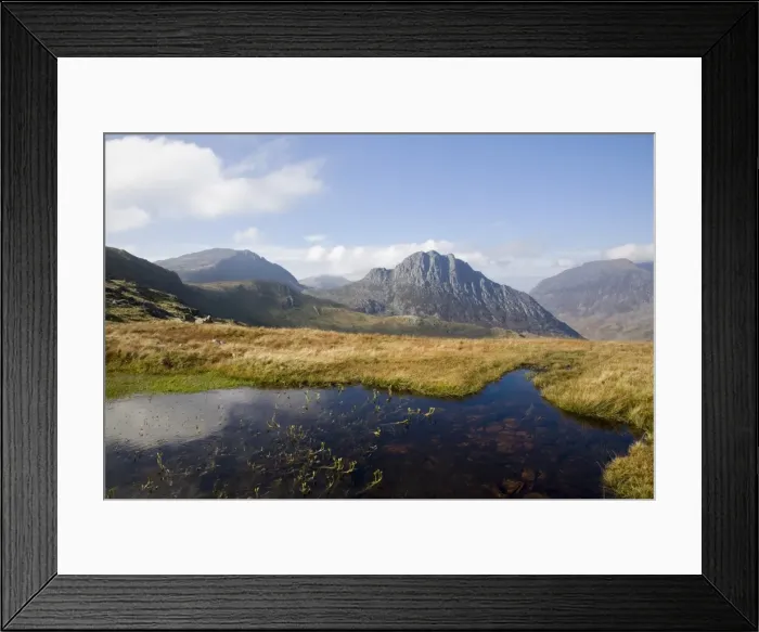 Framed Print : Bogbean (Menyanthes trifoliata) in foreground Framed Print : Bogbean (Menyanthes trifoliata) in foreground