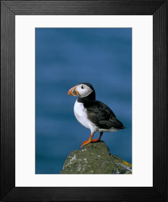 Framed Print : Puffin (Fratercula arctica)