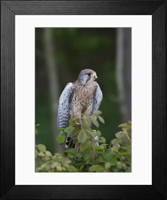 Framed Print : Kestrel (Falco tinnunculus) Framed Print : Kestrel (Falco tinnunculus)