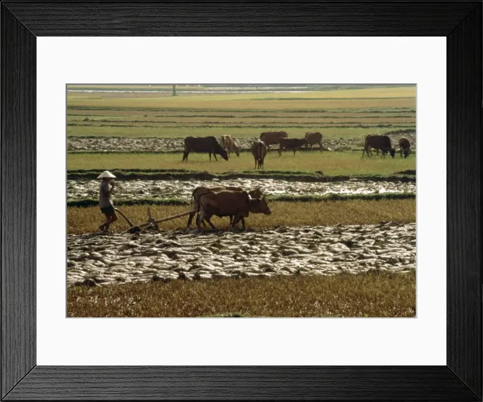 Framed Print : Farming scenery on Highway One to Nha Trang Framed Print : Farming scenery on Highway One to Nha Trang