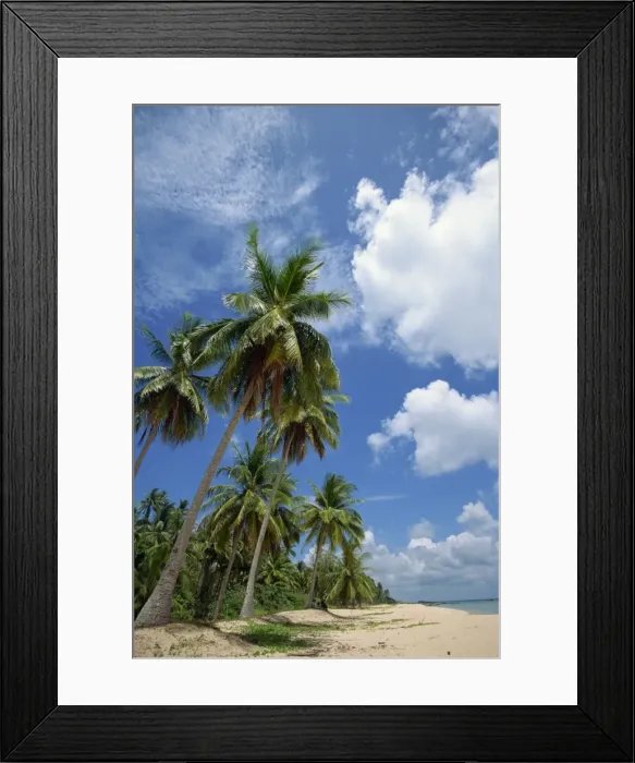Framed Print : Palm trees and deserted beach on the south side of Framed Print : Palm trees and deserted beach on the south side of