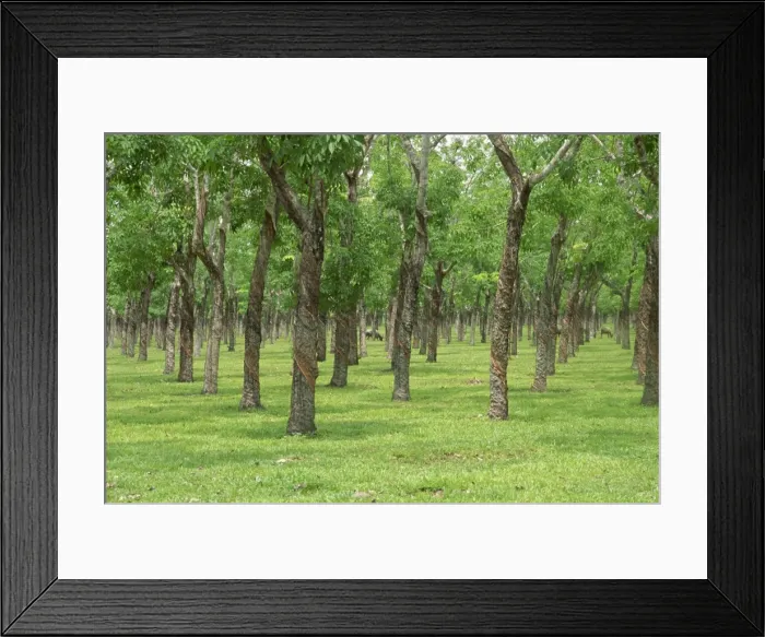 Framed Print : Trees in a rubber plantation at Vung Tau Framed Print : Trees in a rubber plantation at Vung Tau