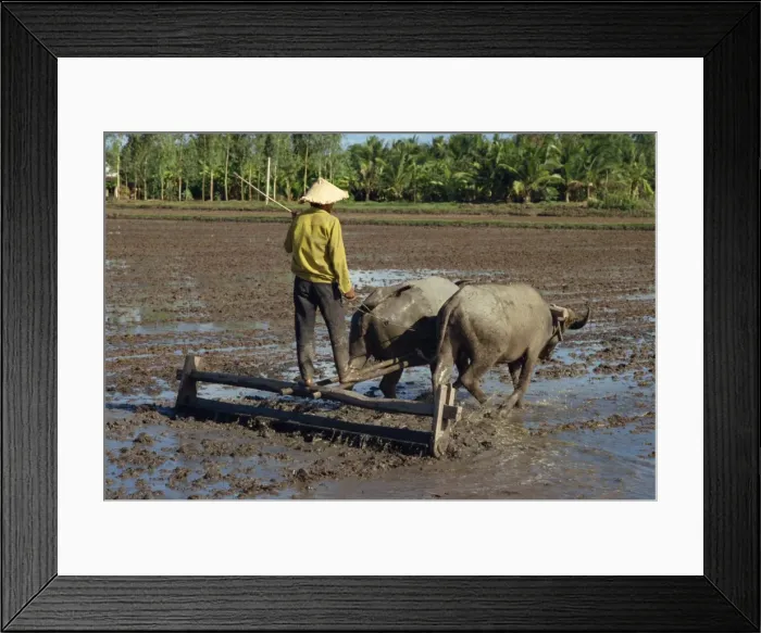Framed Print : Farmer with oxen drawing plough in flooded fields near