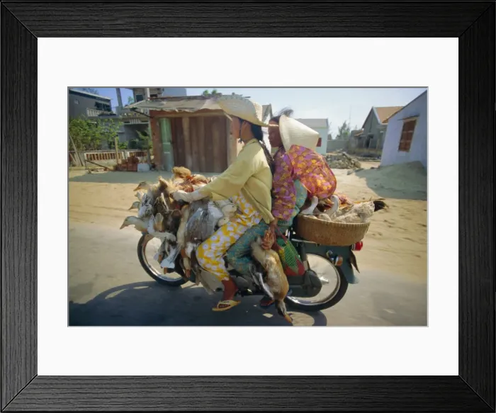 Framed Print : Motorcyclist and passenger carrying ducks Framed Print : Motorcyclist and passenger carrying ducks