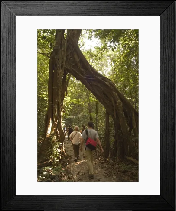 Framed Print : Tree roots Framed Print : Tree roots