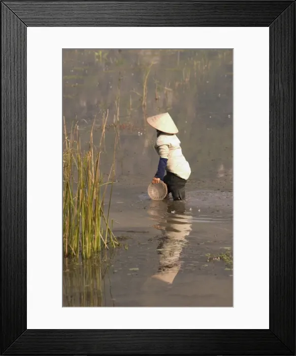 Framed Print : Woman working in rice fields Framed Print : Woman working in rice fields