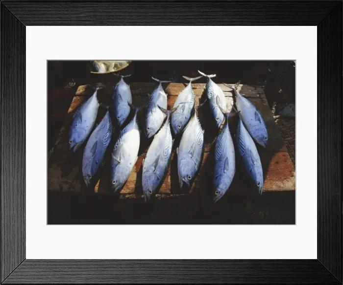 Framed Print : Fish for sale in the market at Hoi An on the Thu Bon Framed Print : Fish for sale in the market at Hoi An on the Thu Bon