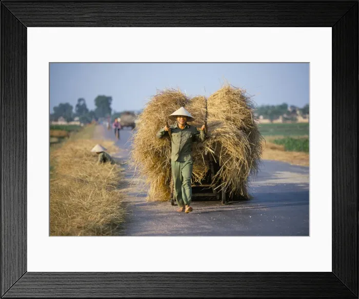 Framed Print : Man with freshly harvested rice on cart in the ricefields Framed Print : Man with freshly harvested rice on cart in the ricefields