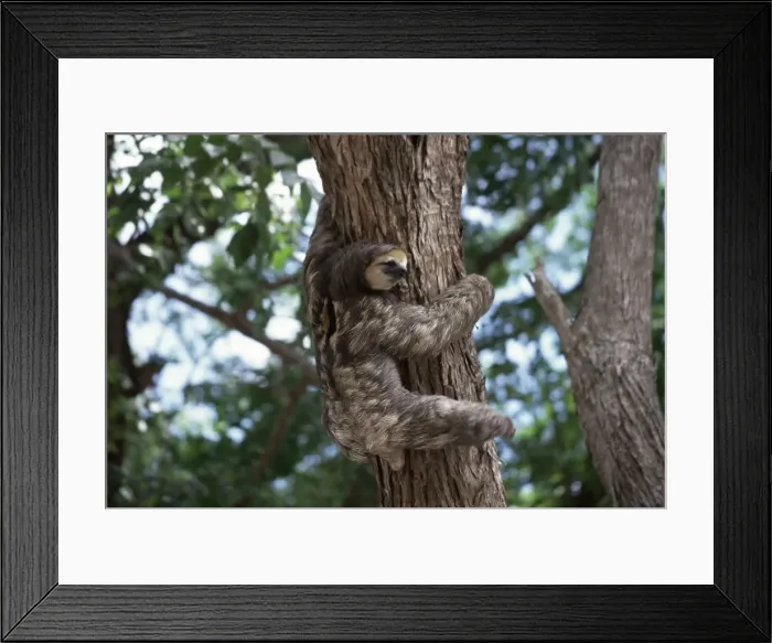 Framed Print : A sloth bear in a tree Framed Print : A sloth bear in a tree