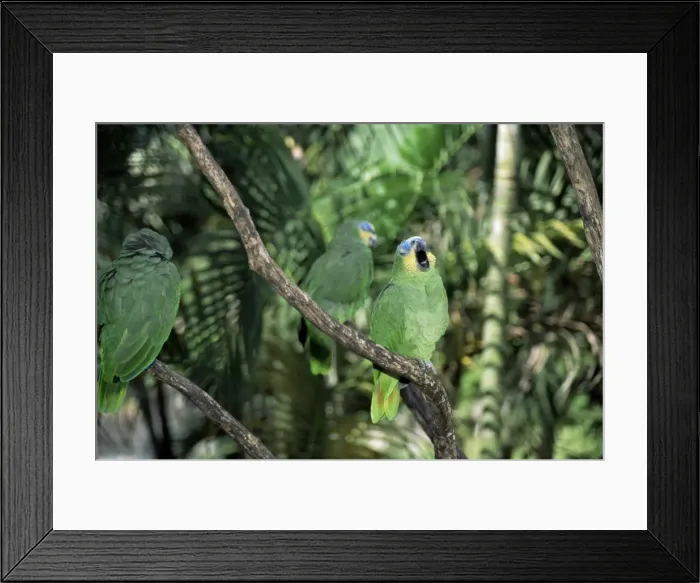 Framed Print : Parrots as house pets at local restaurant Framed Print : Parrots as house pets at local restaurant