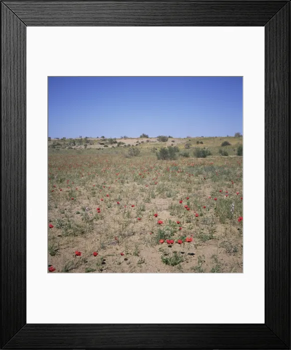 Framed Print : Poppies flowering in the desert for a few days each spring Framed Print : Poppies flowering in the desert for a few days each spring