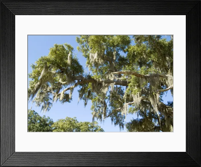 Framed Print : Spanish Moss in tree Framed Print : Spanish Moss in tree