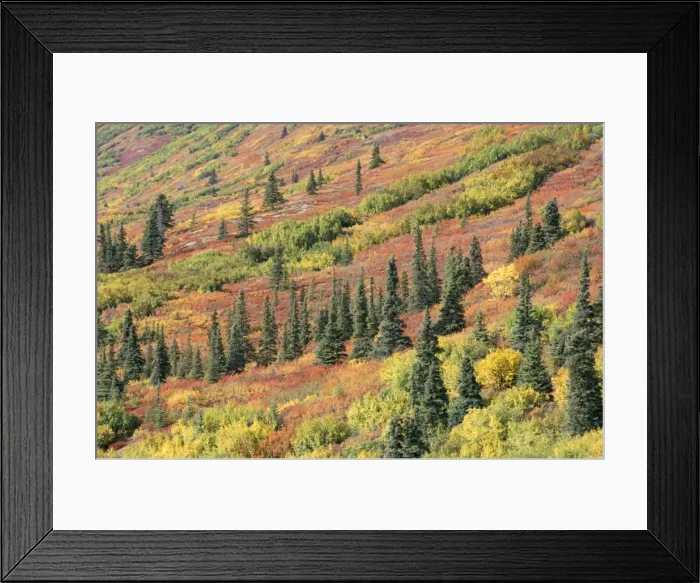 Framed Print : Fall colours in taiga Framed Print : Fall colours in taiga