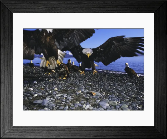 Framed Print : Bald eagles (Haliaetus leucocephalus) in February Framed Print : Bald eagles (Haliaetus leucocephalus) in February