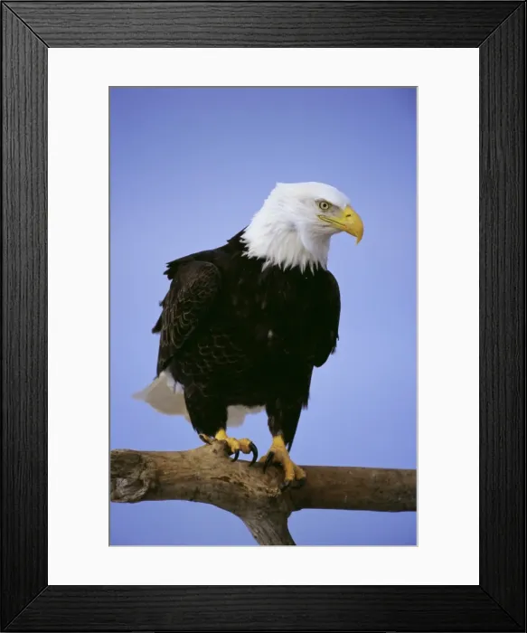Framed Print : Bald eagle (Haliaetus leucocephalus) in February