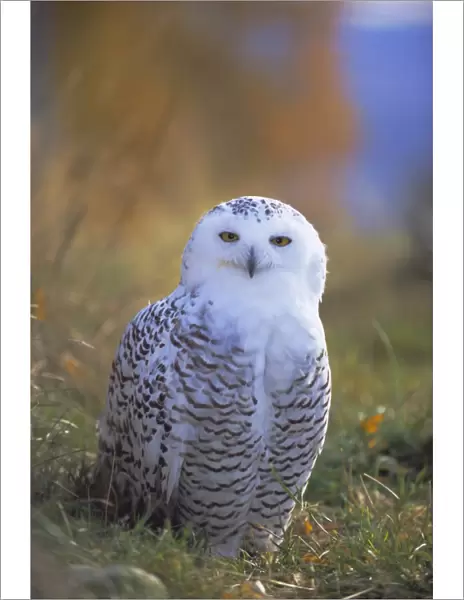 Snowy owl, Alaska