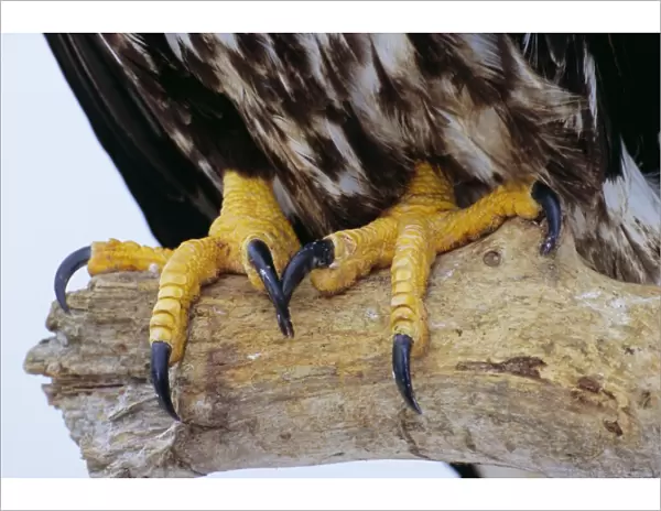 Close up of the feet and talons of a bald eagle