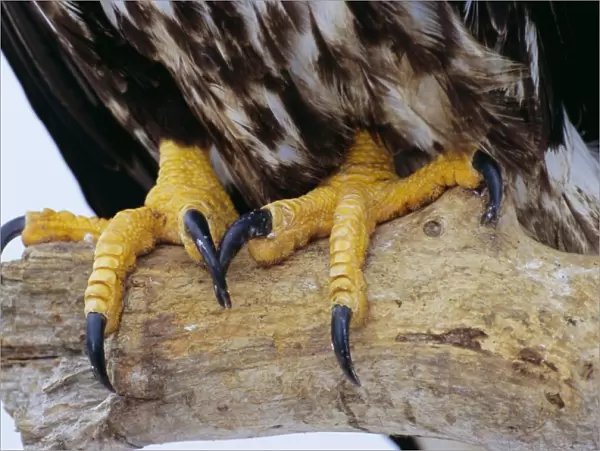 Close up of the feet and talons of a bald eagle