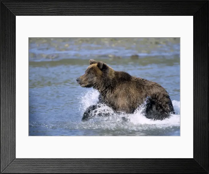 Framed Print : Brown Bear Framed Print : Brown Bear