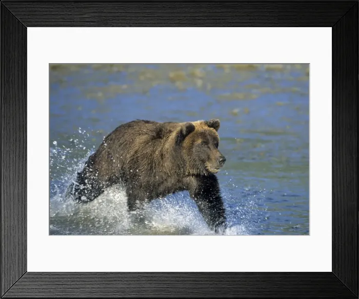 Framed Print : Coastal brown bear Framed Print : Coastal brown bear