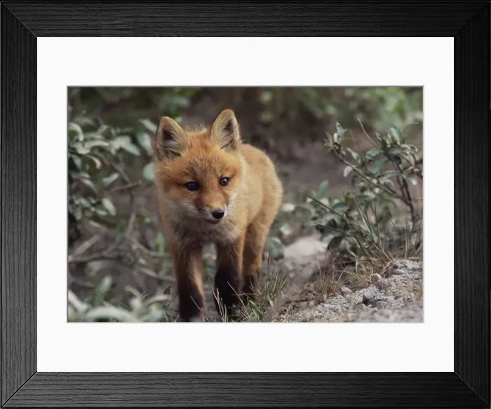Framed Print : Red fox pup (Vulpes fulva) Framed Print : Red fox pup (Vulpes fulva)