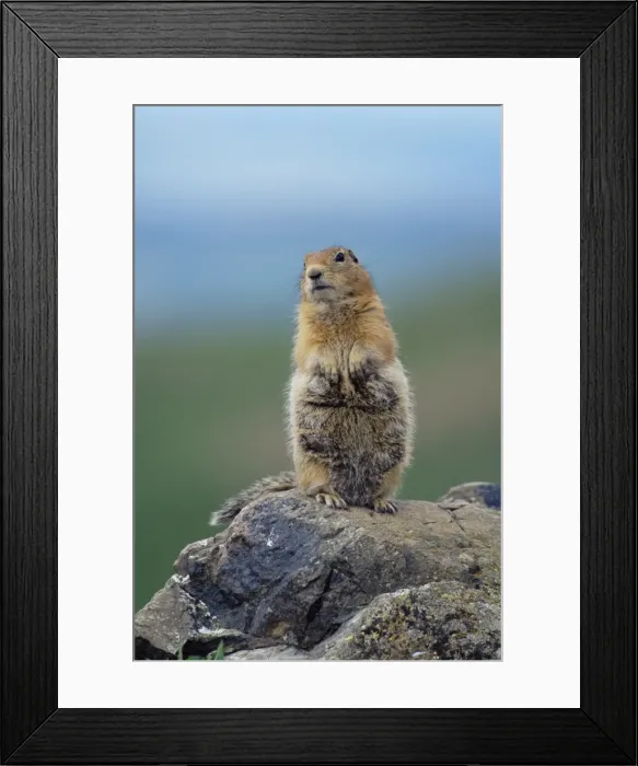 Framed Print : Arctic squirrel (Citellus parry) Framed Print : Arctic squirrel (Citellus parry)