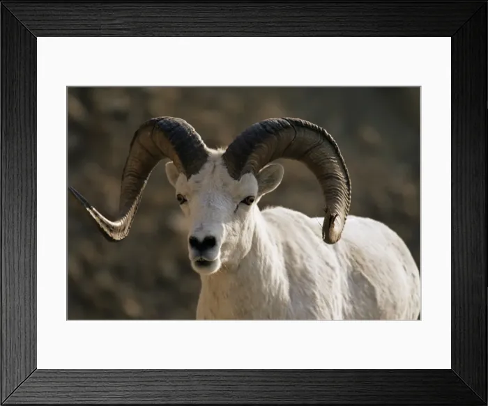 Framed Print : Male dall sheep (Ovis dalli) Framed Print : Male dall sheep (Ovis dalli)