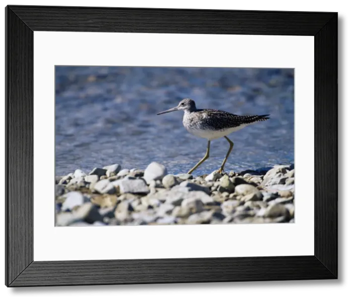 Framed Print : Solitary sandpiper (Tringa solitaria) Framed Print : Solitary sandpiper (Tringa solitaria)