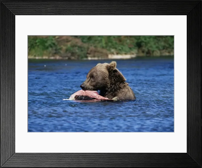 Framed Print : Alaskan brown bear (Ursus middendorffi)