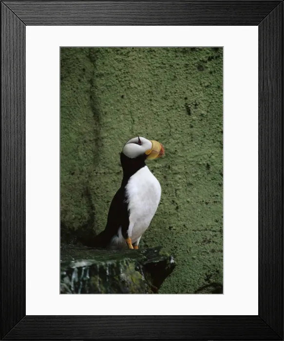Framed Print : Horned puffin (Fratercula corniculata), St Framed Print : Horned puffin (Fratercula corniculata), St