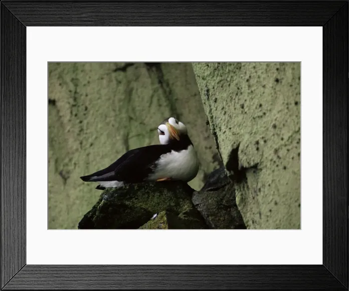 Framed Print : Horned puffin (Fratercula corniculata), St Framed Print : Horned puffin (Fratercula corniculata), St