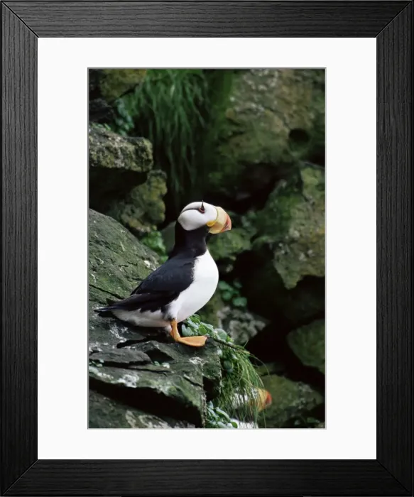 Framed Print : Horned puffin (Fratercula corniculata), St Framed Print : Horned puffin (Fratercula corniculata), St