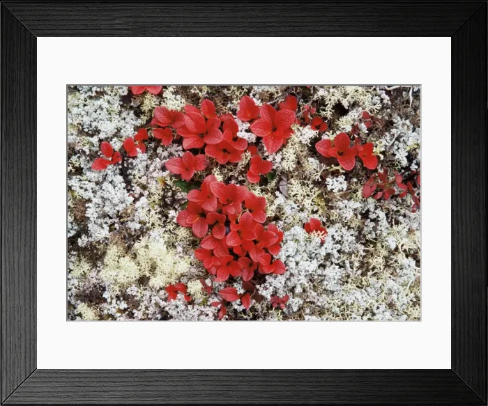 Framed Print : Alpine bearberry (Arctostaphylos alpina) in fall color on the tundra Framed Print : Alpine bearberry (Arctostaphylos alpina) in fall color on the tundra