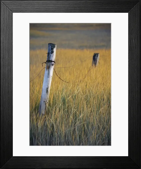 Framed Print : Fence posts in salt grass Framed Print : Fence posts in salt grass