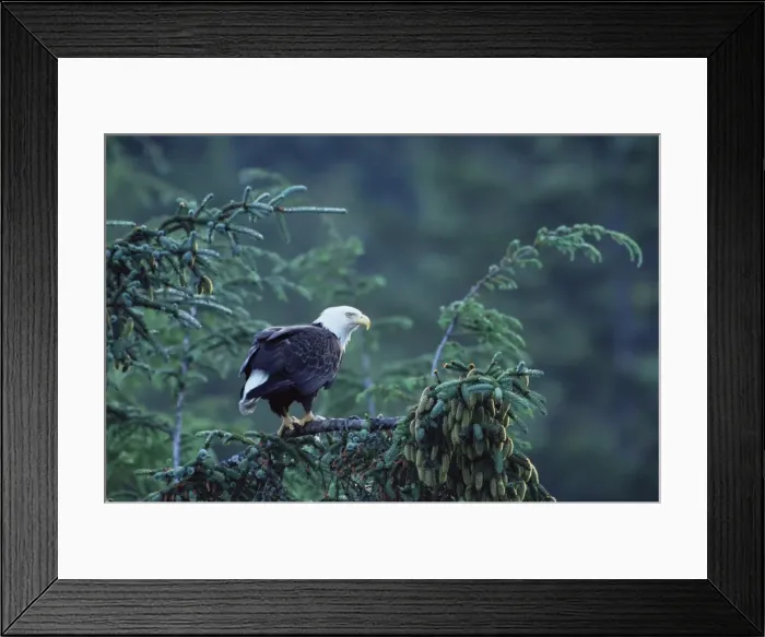 Framed Print : Bald eagle (Haliaeetus leucocephalus) Framed Print : Bald eagle (Haliaeetus leucocephalus)