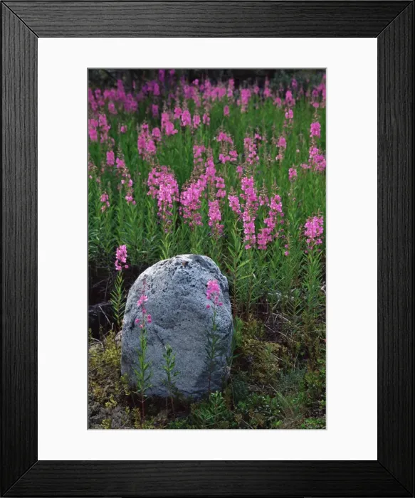 Framed Print : Boulder and common fireweed (Epilobium angustifolium) Framed Print : Boulder and common fireweed (Epilobium angustifolium)