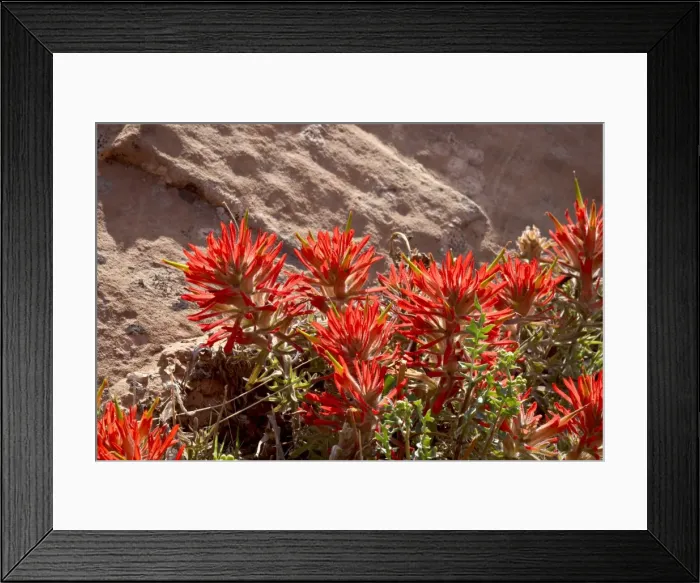 Framed Print : Common paintbrush (Castilleja chromosa) Framed Print : Common paintbrush (Castilleja chromosa)