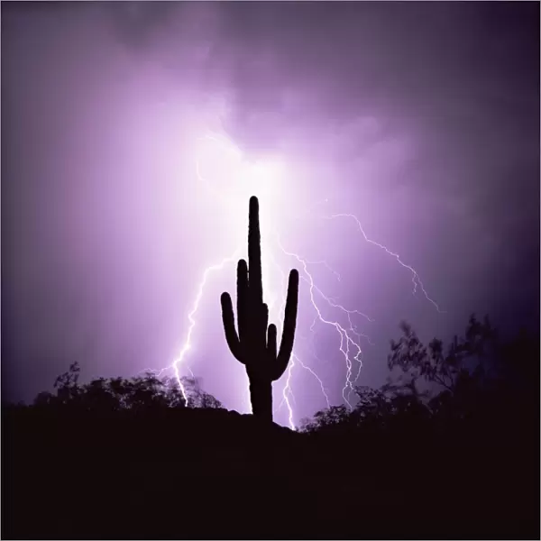 Cactus silhouetted against lightning