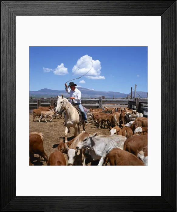Framed Print : Cowboy riding a horse rounding up cattle for branding in Arizona