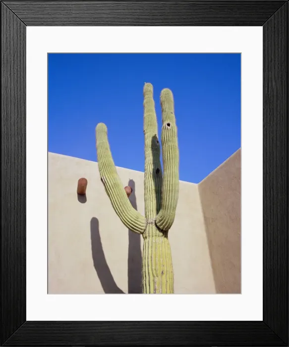 Framed Print : Giant cactus, Scottsdale, Arizona, USA Framed Print : Giant cactus, Scottsdale, Arizona, USA