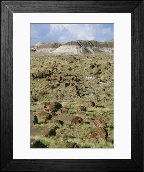 Framed Print : Fossil logs 200 million years old scattered over desert Framed Print : Fossil logs 200 million years old scattered over desert