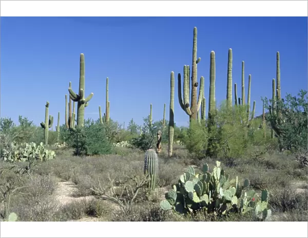 Saguaro organ pipe cactus and prickly pear cactus
