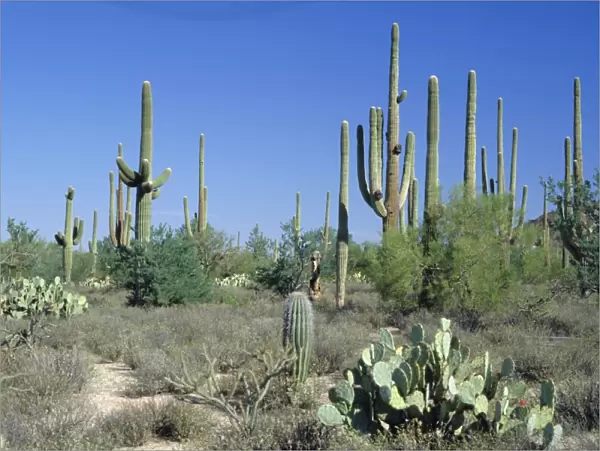 Saguaro organ pipe cactus and prickly pear cactus