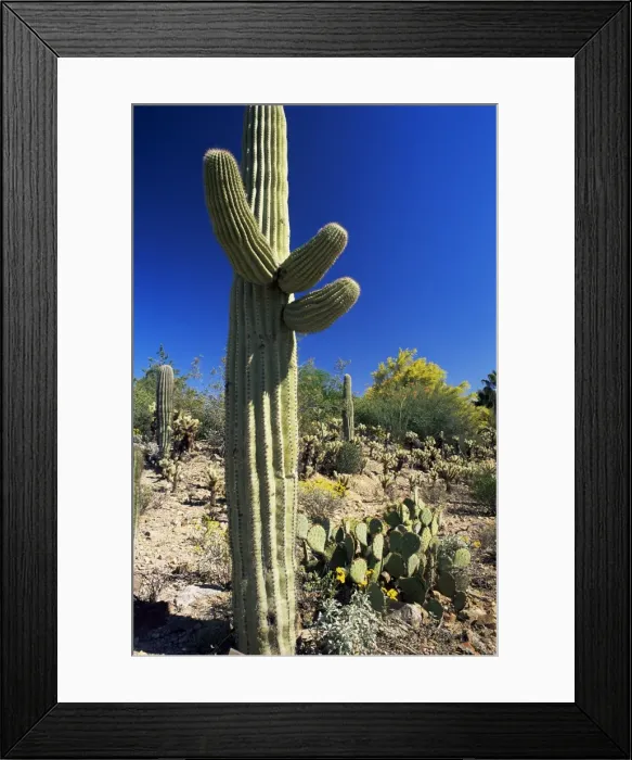 Framed Print : Saguaro cacti Framed Print : Saguaro cacti